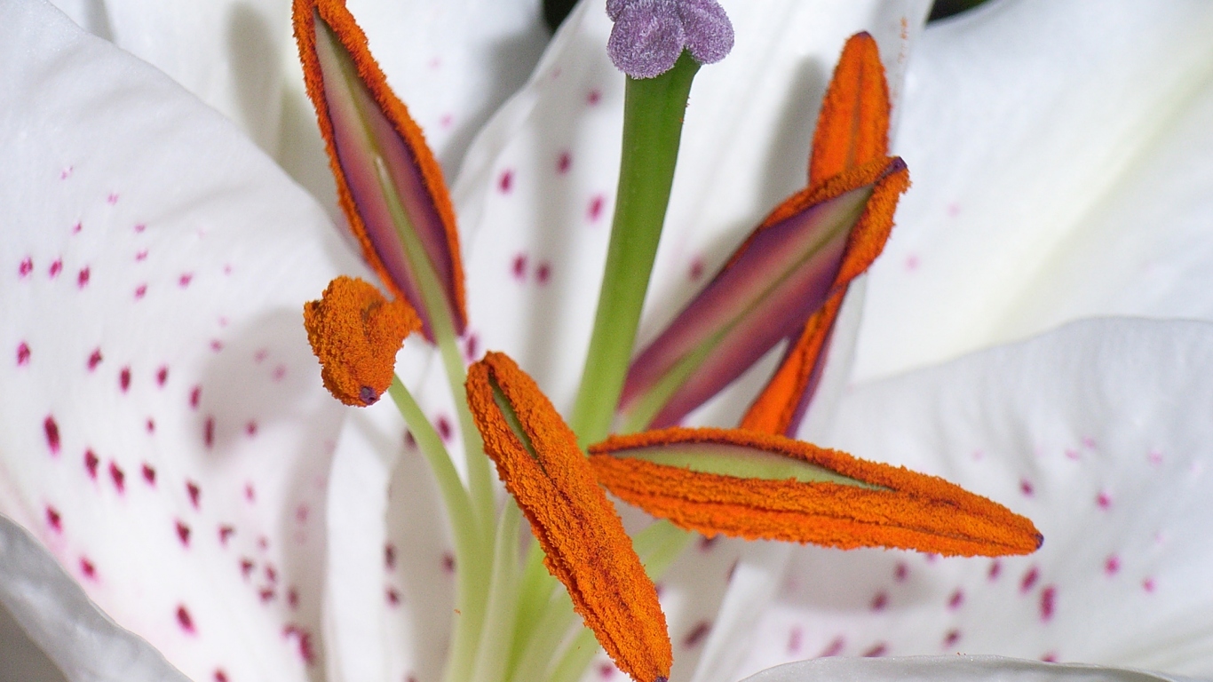 Цветок пыльца пестик тычинка