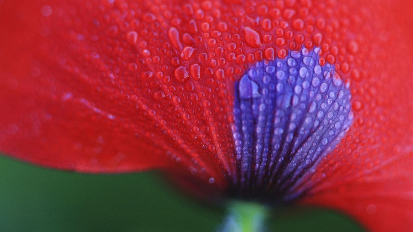 Макро Цветок