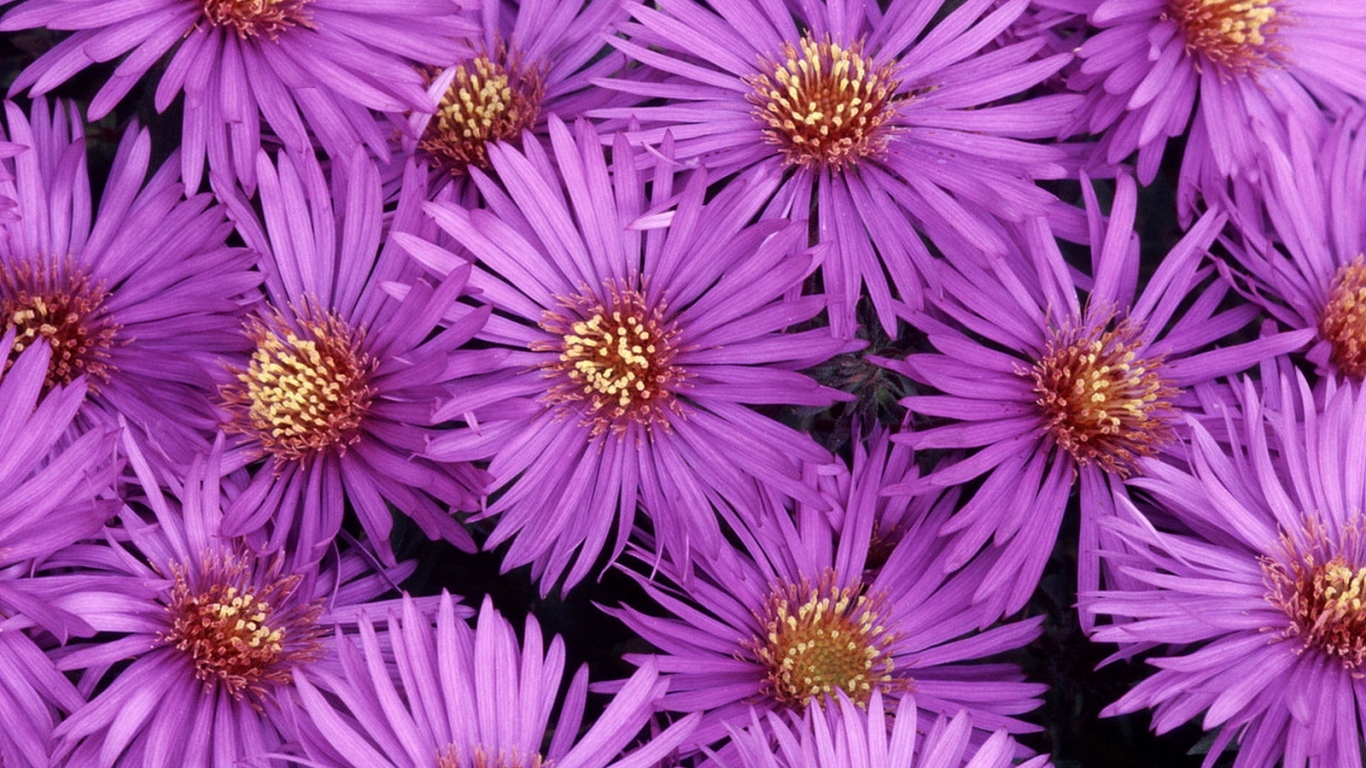 Североамериканские астры