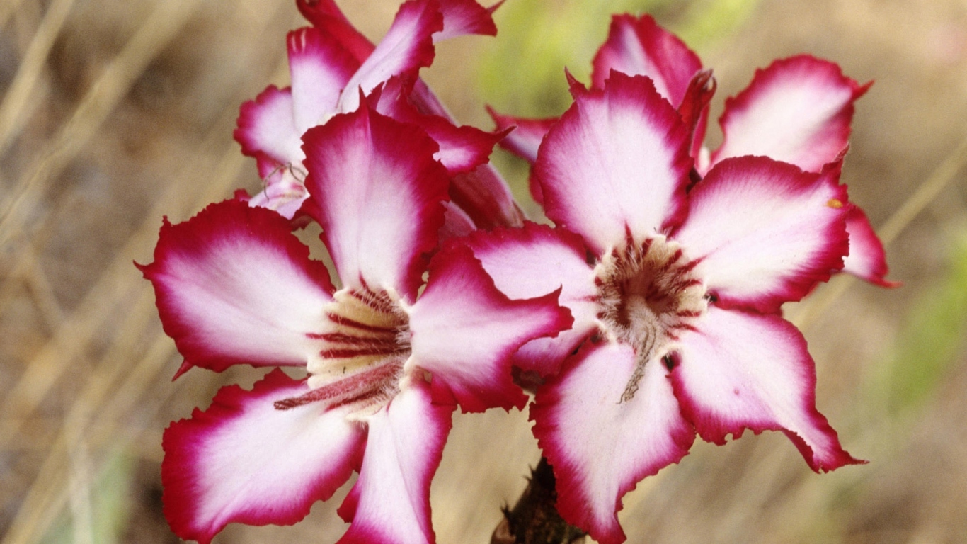 Шикарные цветы