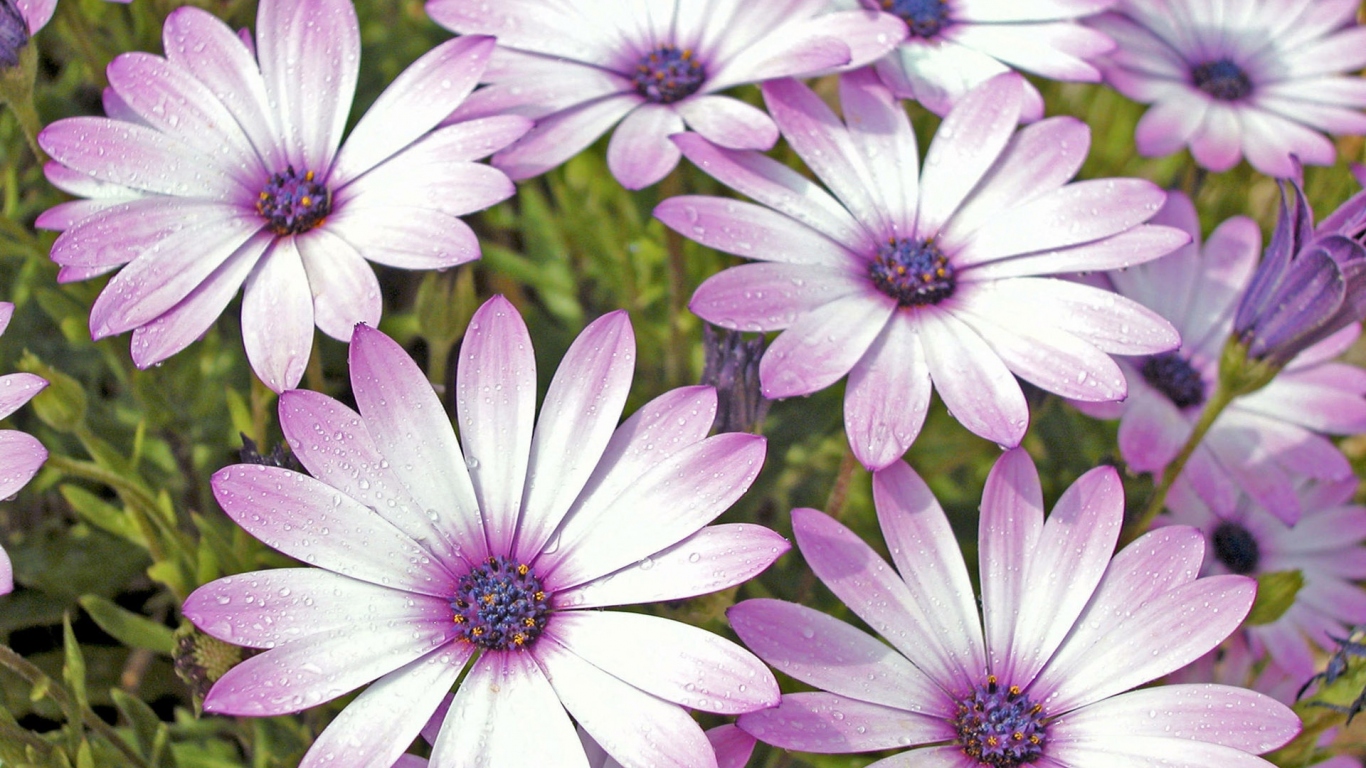 Влажные лепестки цветов