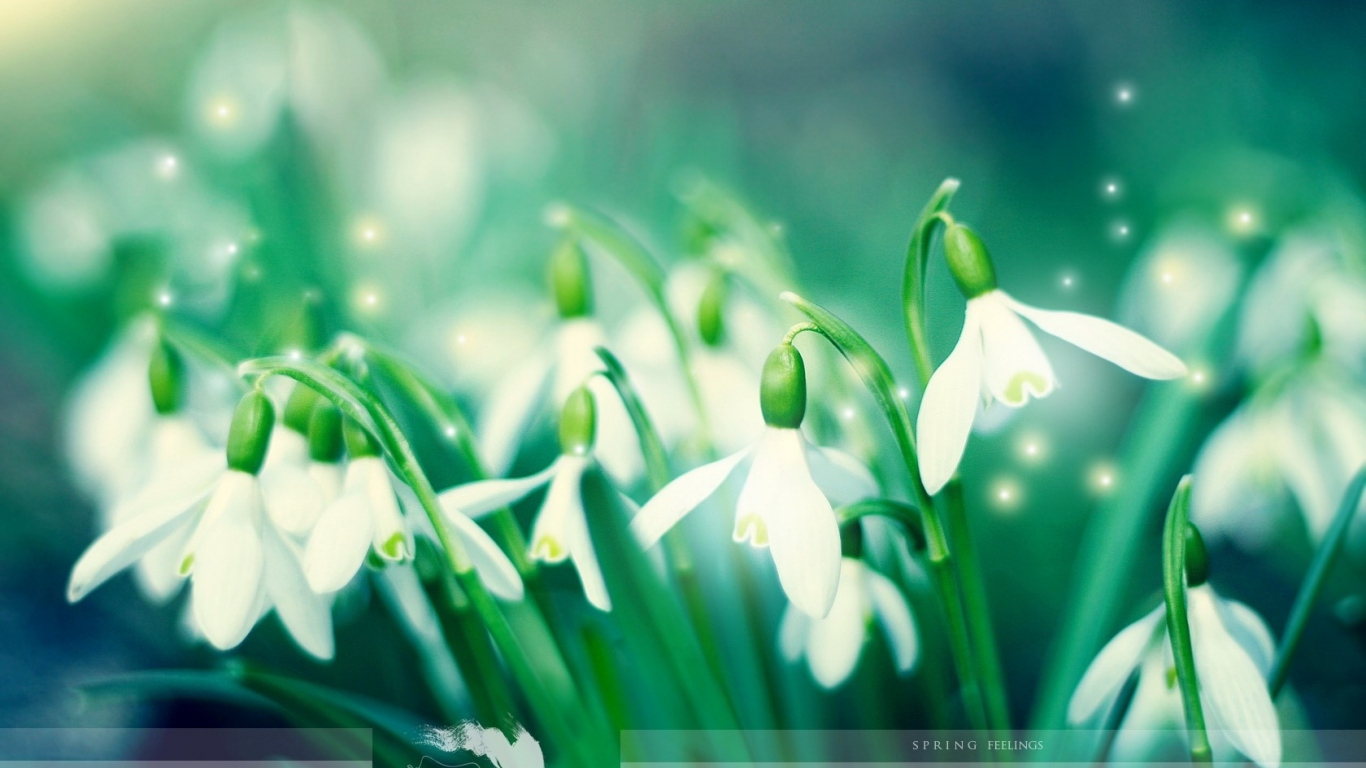 Первые подснежники Весенние цветы