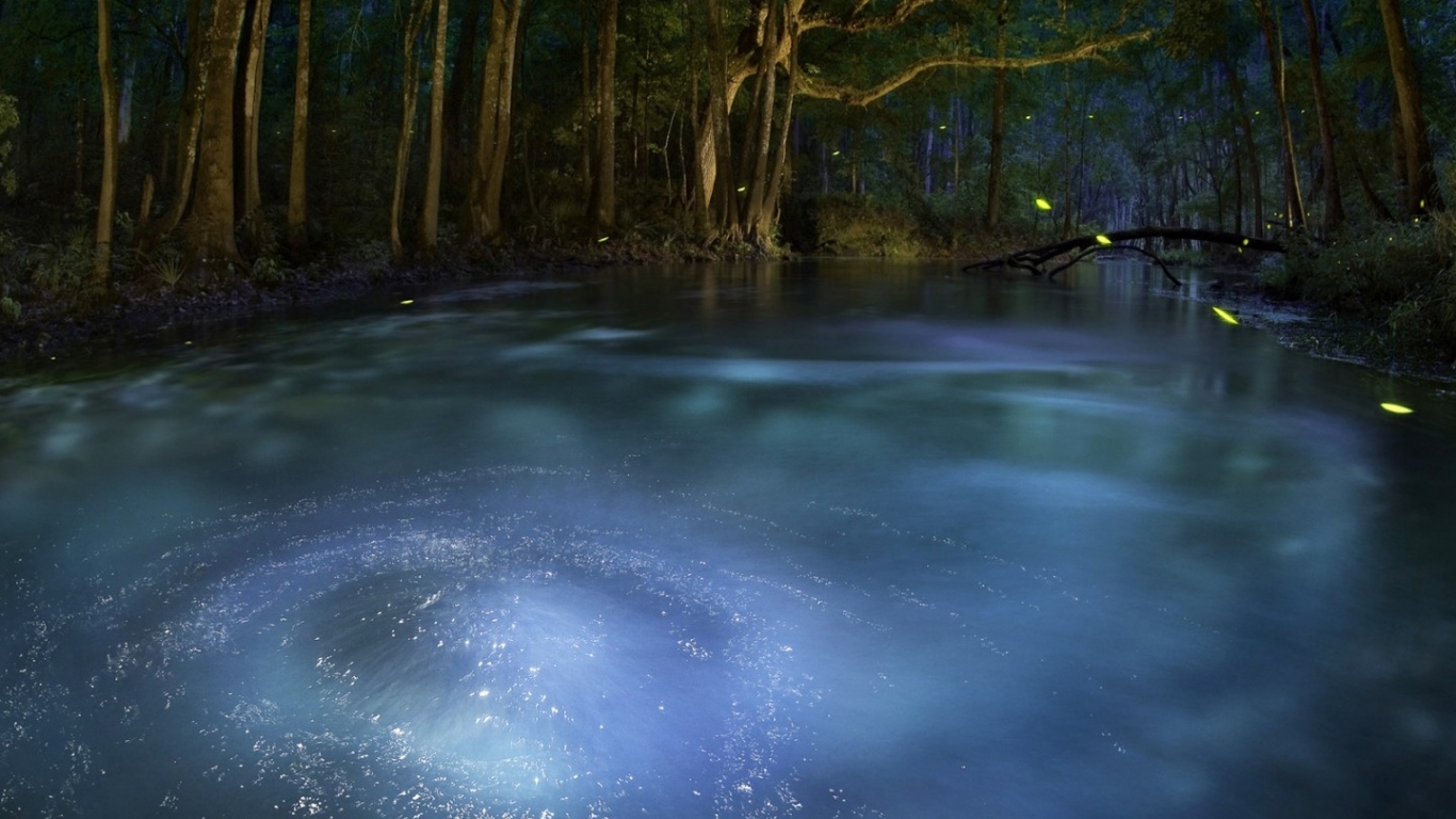 Сказочный лес