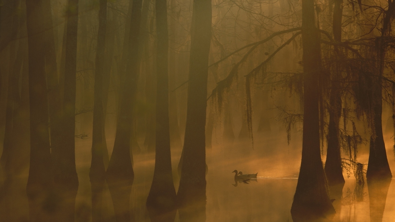 Туман в затопленном лесу
