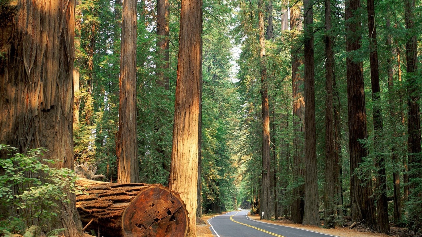 Роща гигантских деревьев