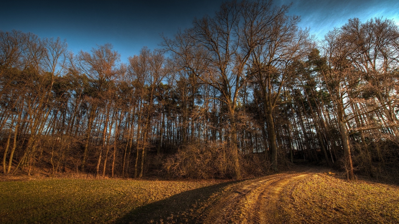 Дорога в лес