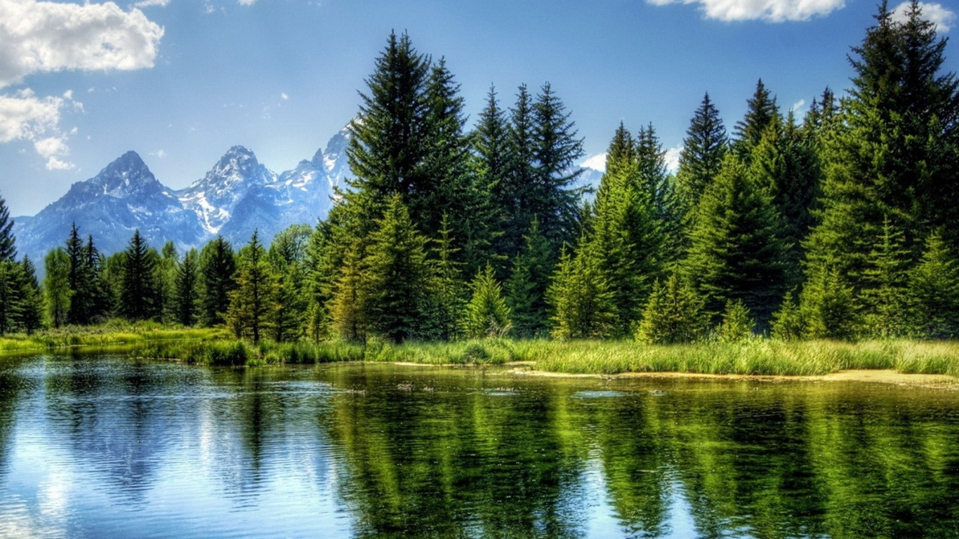 Ели на фоне гор