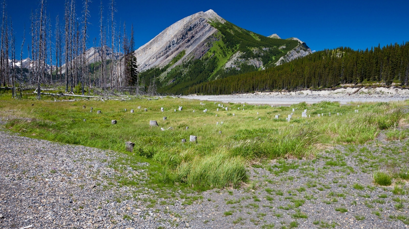 Сухостой у подножия