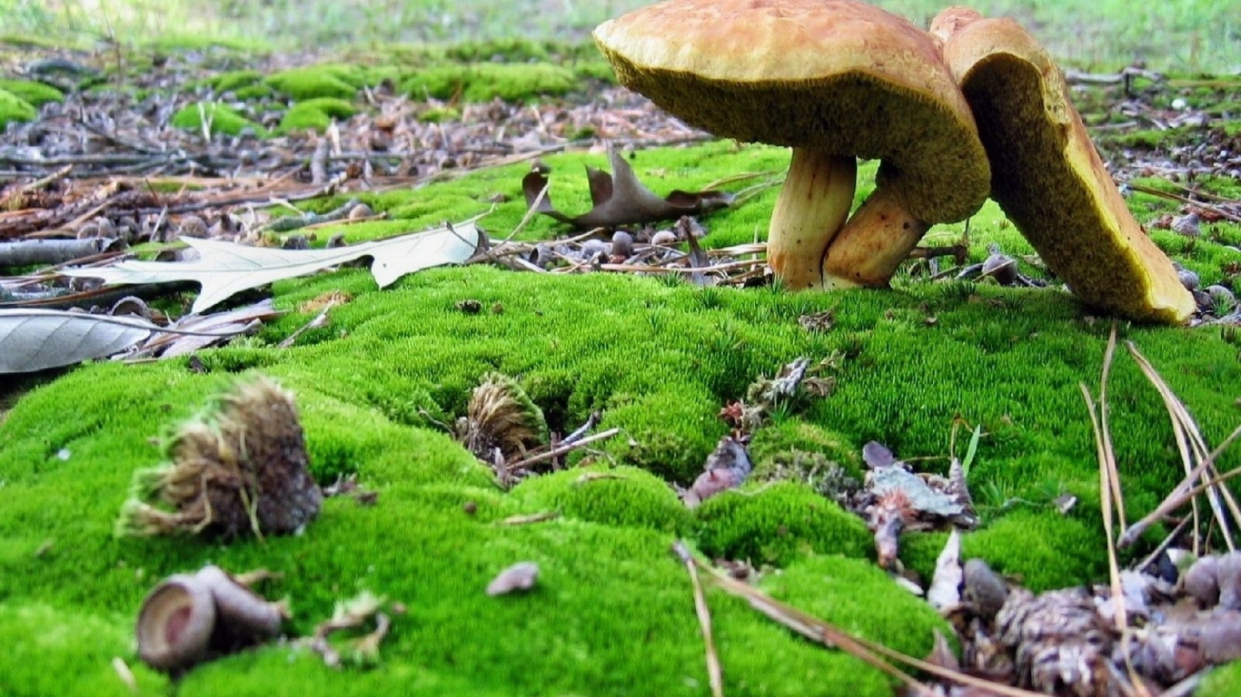 Грибы среди мха