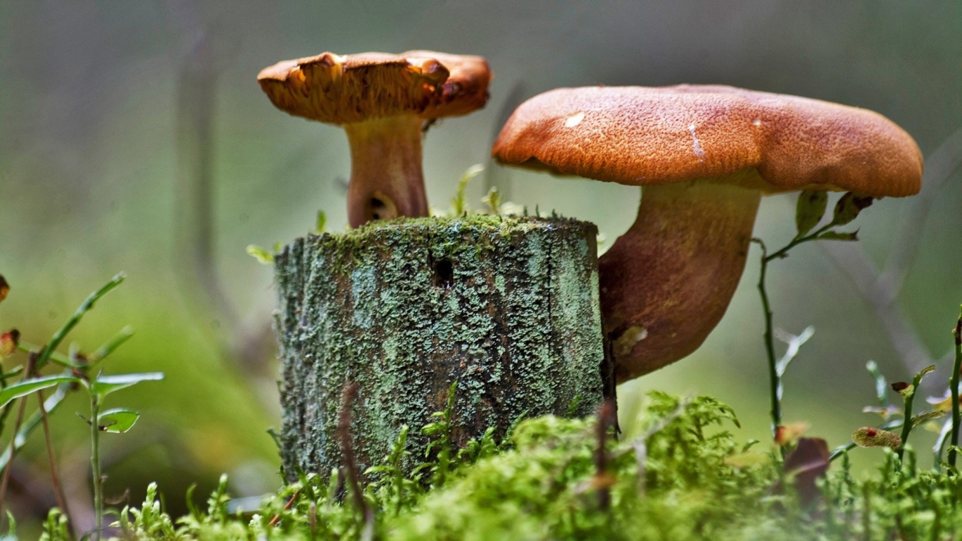 Грибочки на пне