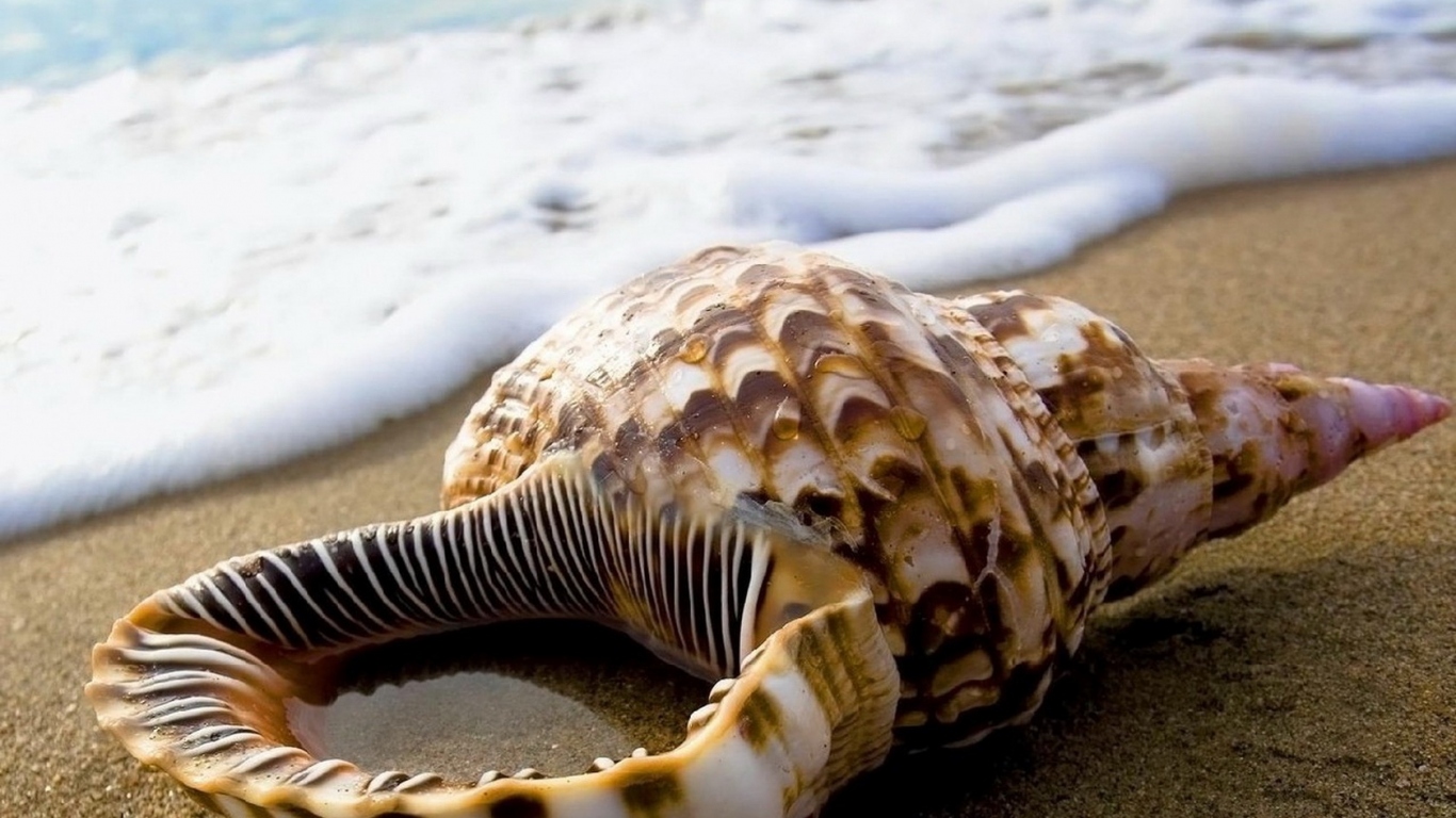 Ракушка на песке