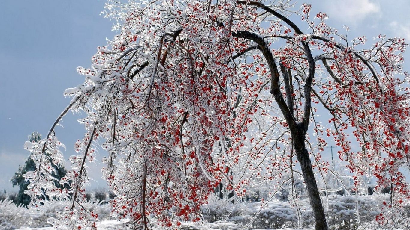 Калина красная