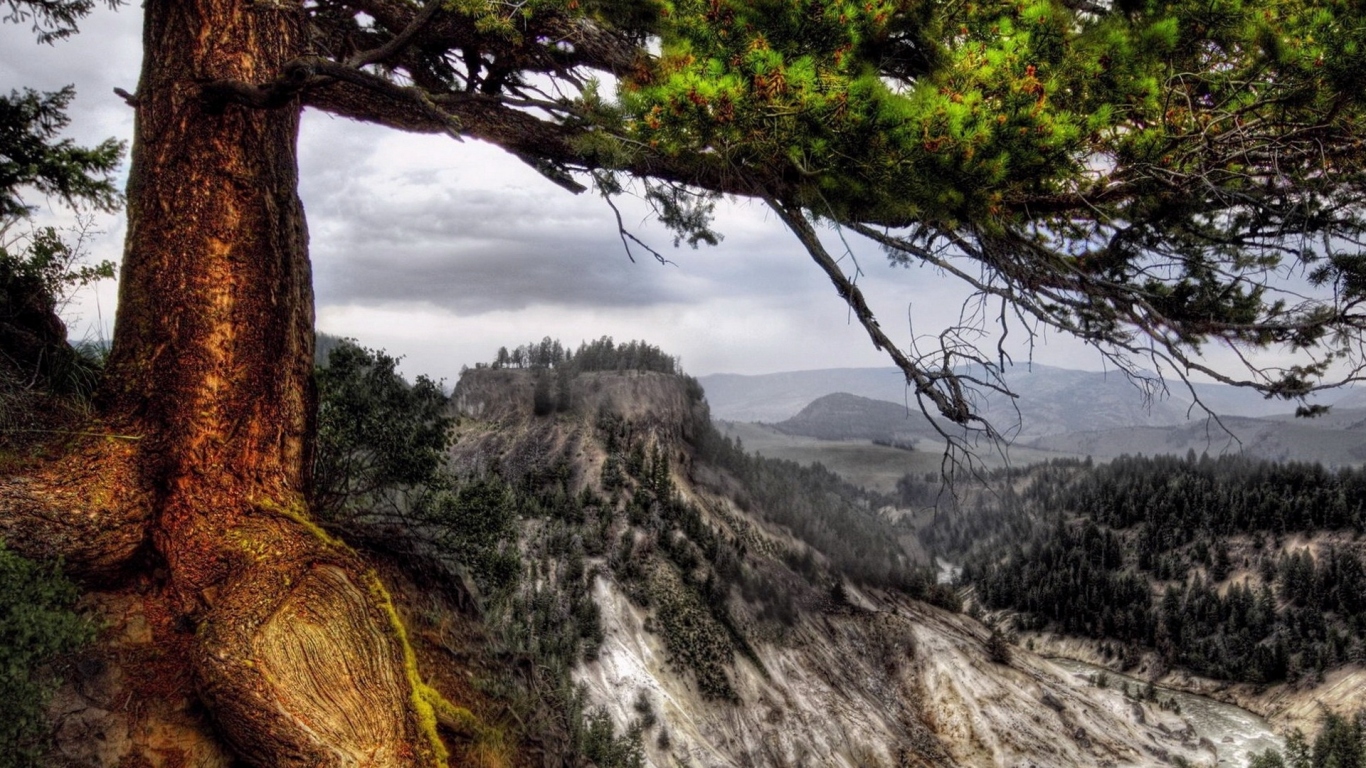 Деревья на склоне