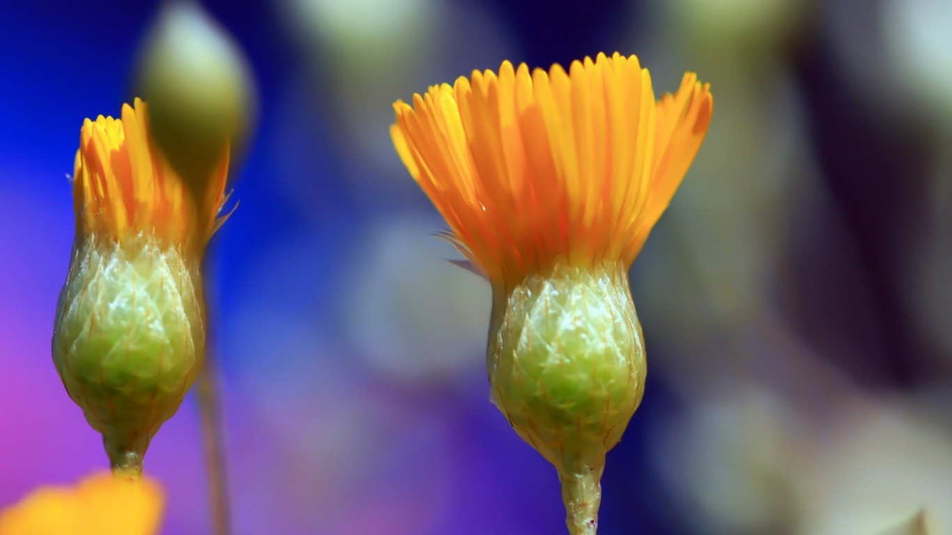 Распускаясь