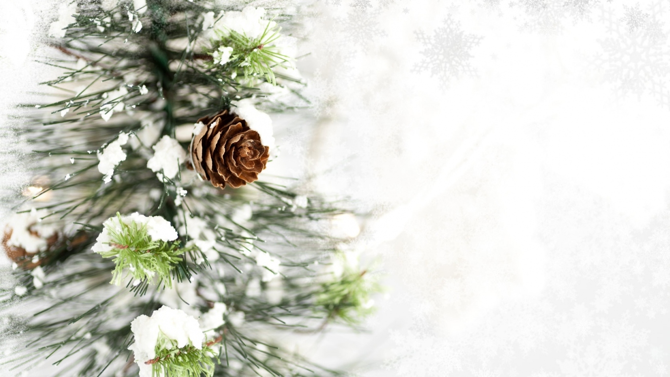 Ветка с шишкой