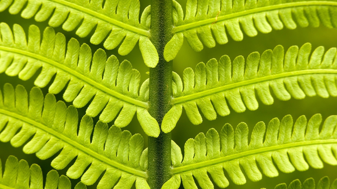 Папоротник