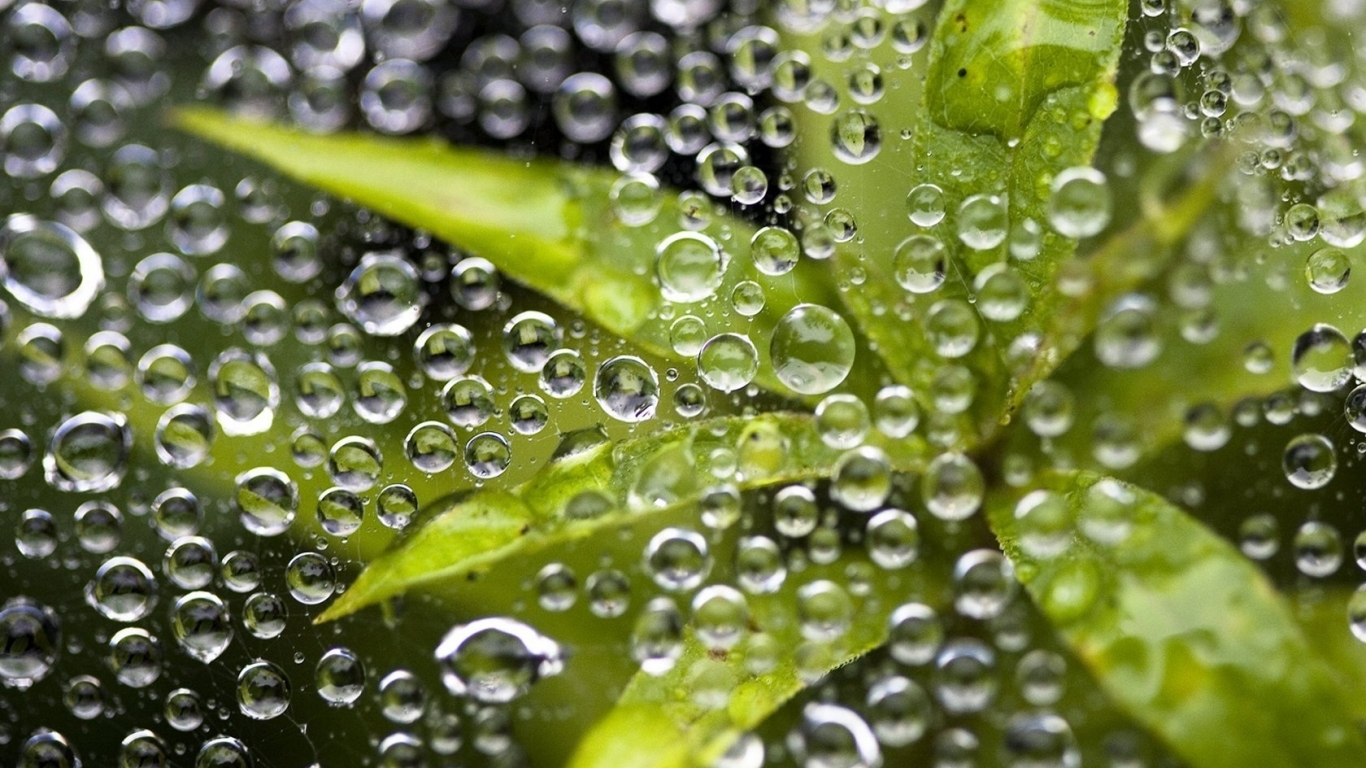 Листья под дождем