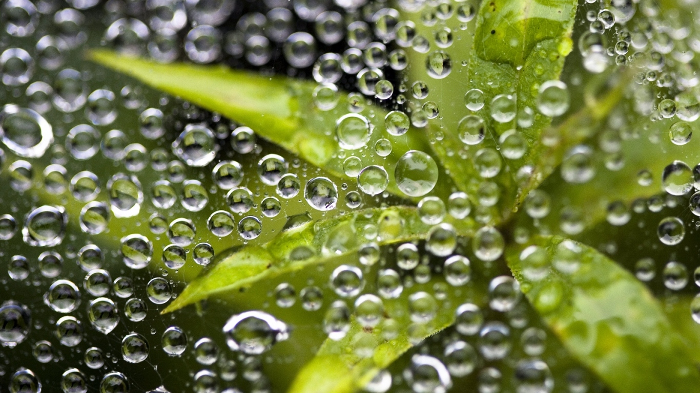 Растение под водой