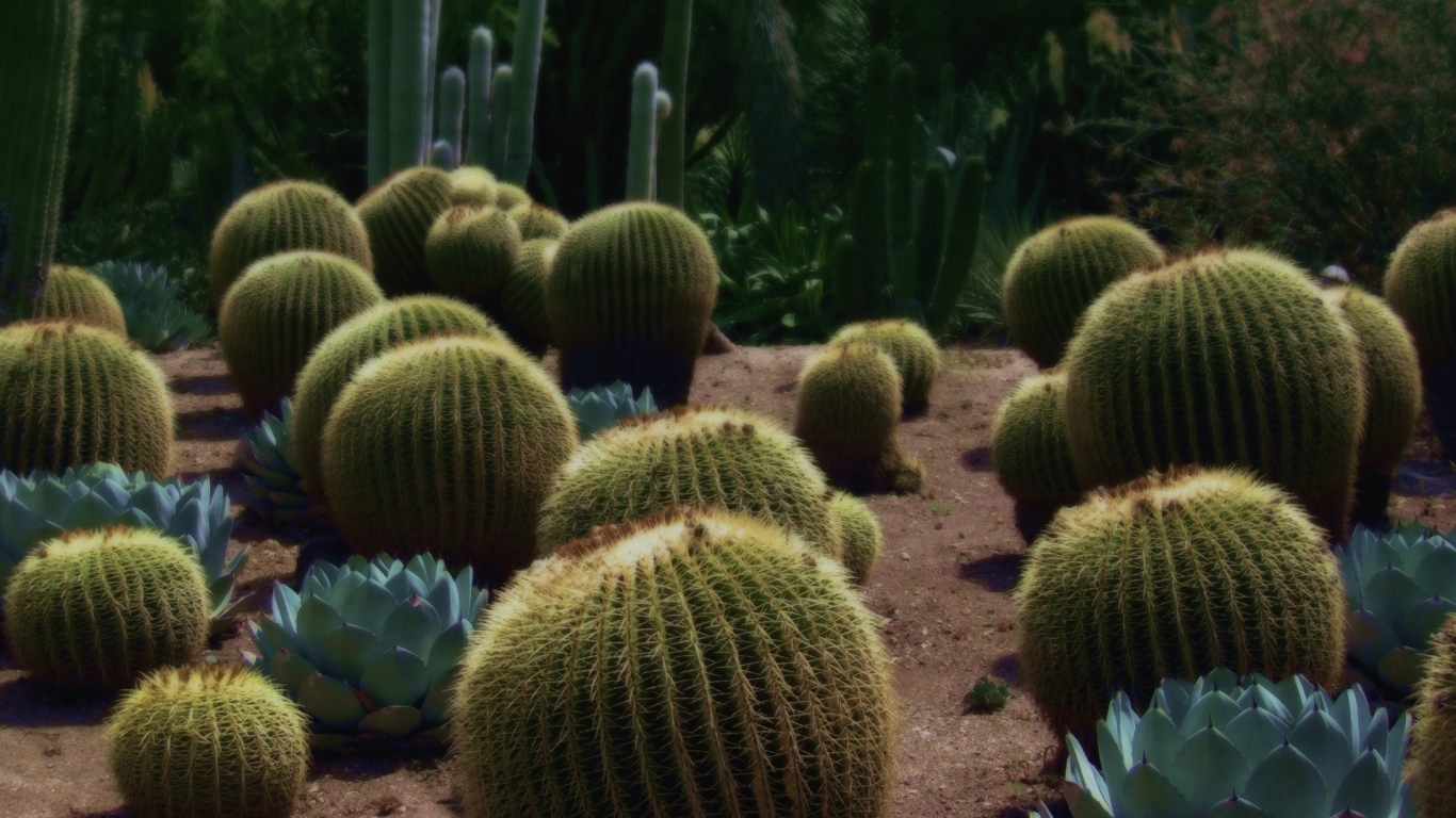 Колючие кактусы