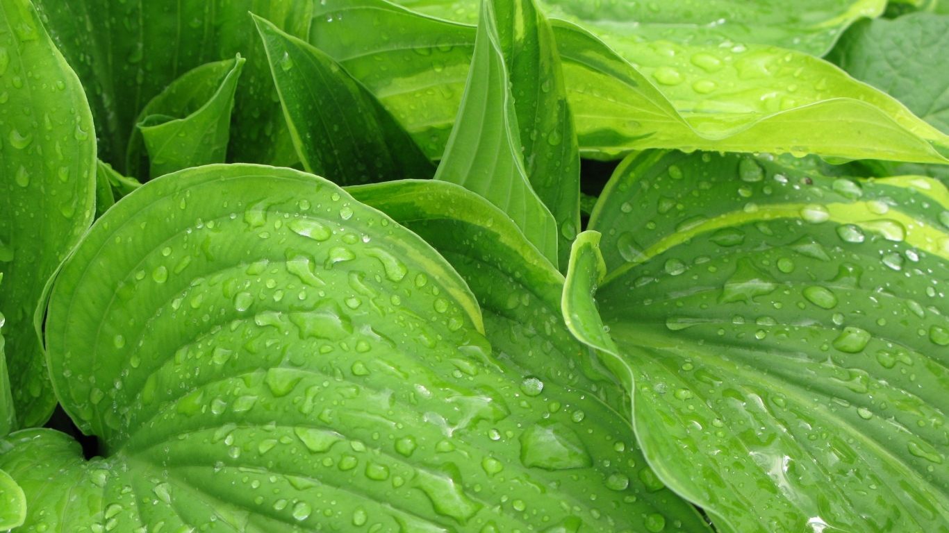 Листья после дождя