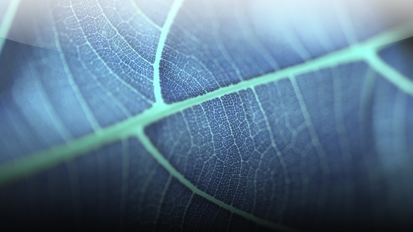 Прозрачный листик