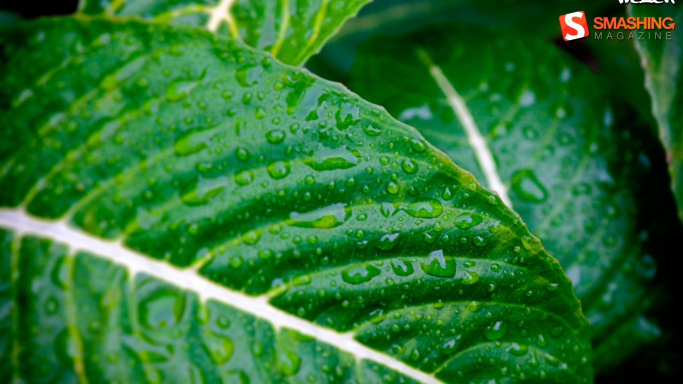 Мокрые листья