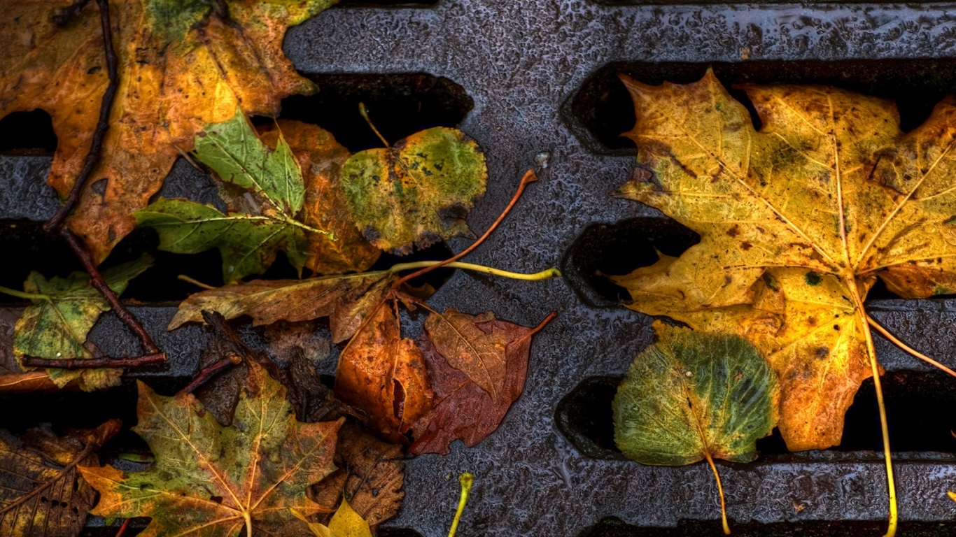 Пожелтевшие листья
