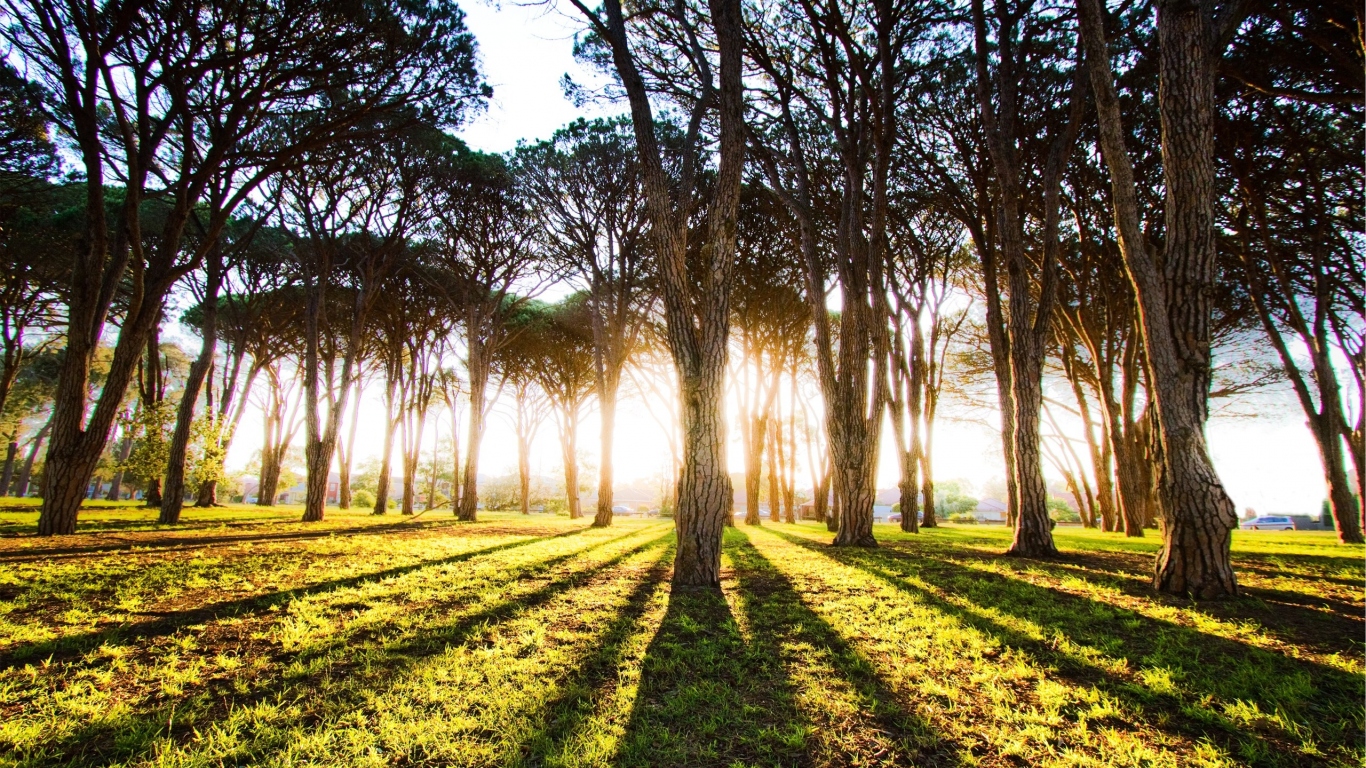 Длинные тени деревьев