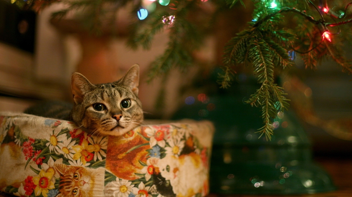 Живой подарок