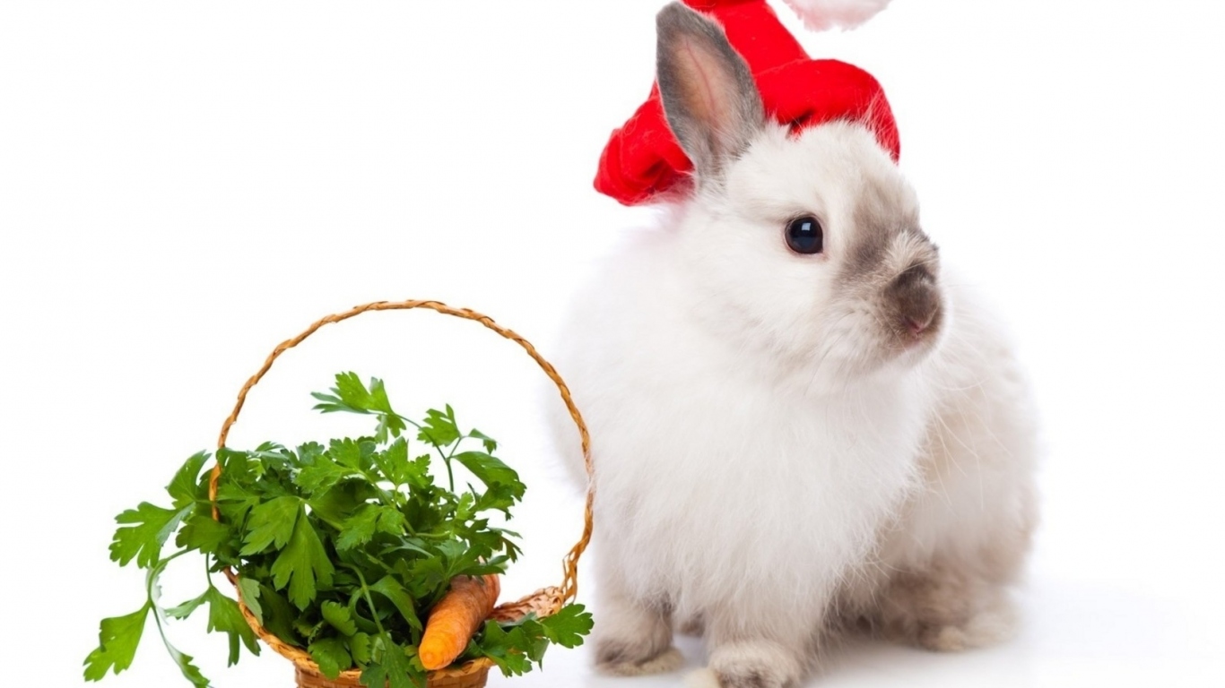 Кролик в колпаке