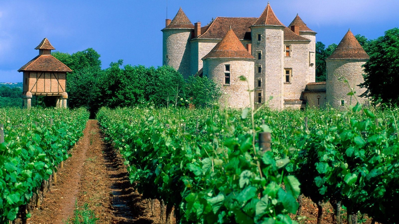 Франция Виноградник