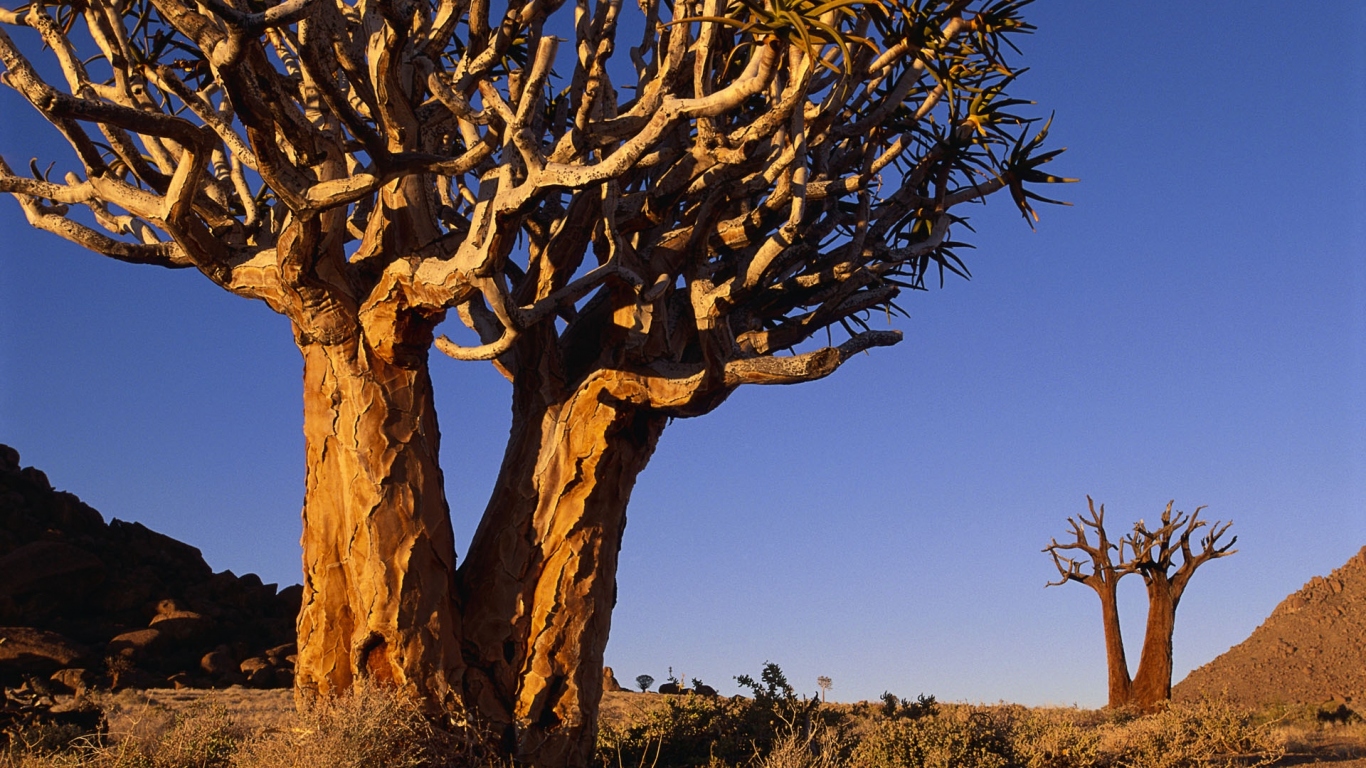 Сухое ветвистое дерево