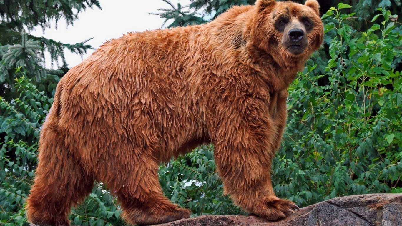 Медведь в лесу