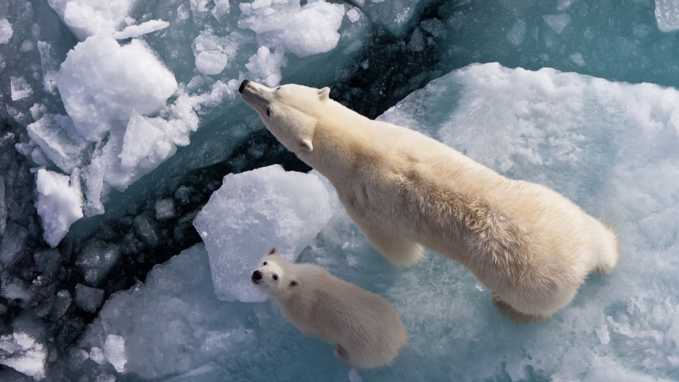 Белый медведь с медвежонком