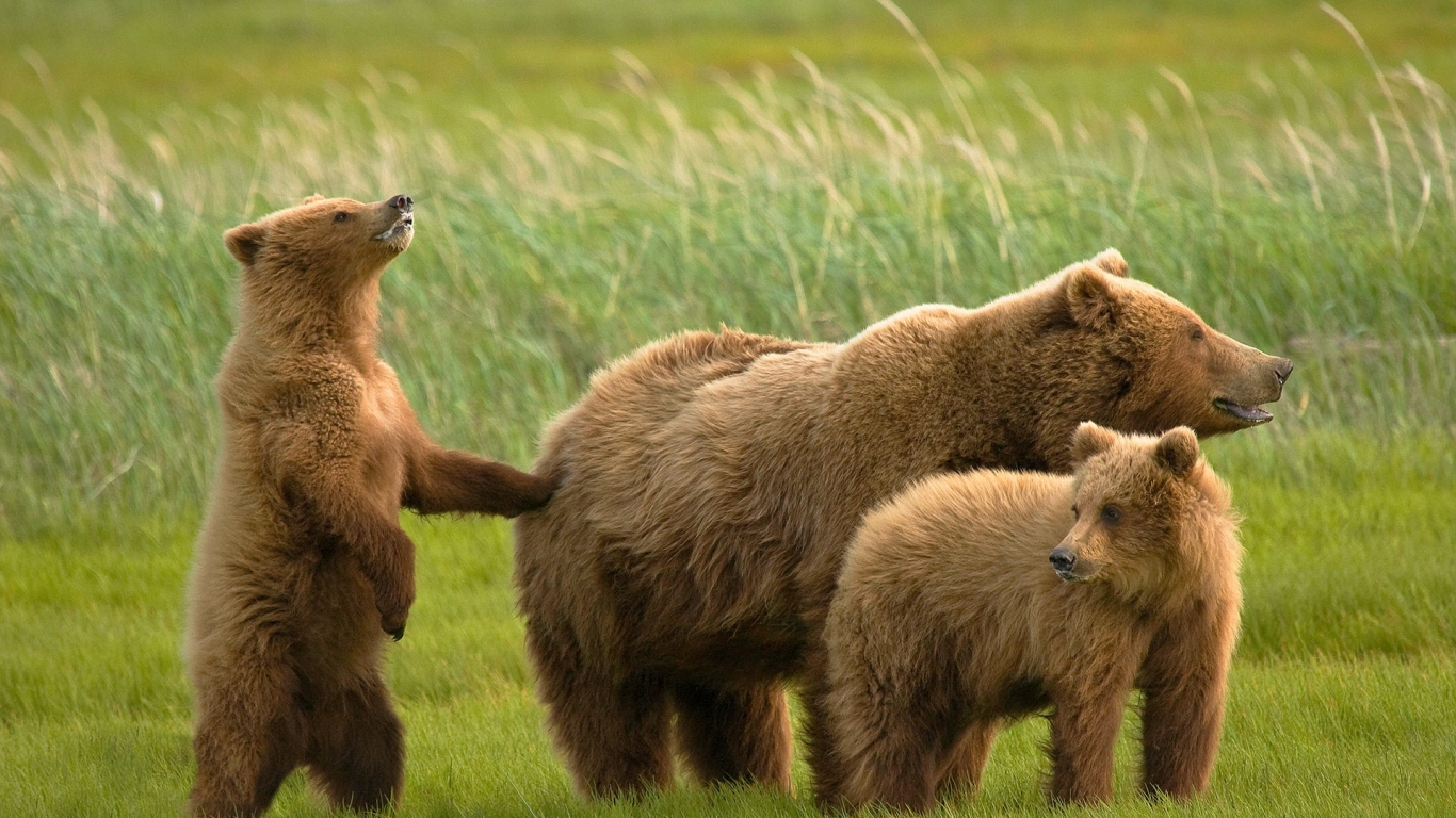 Медведь и медвежата