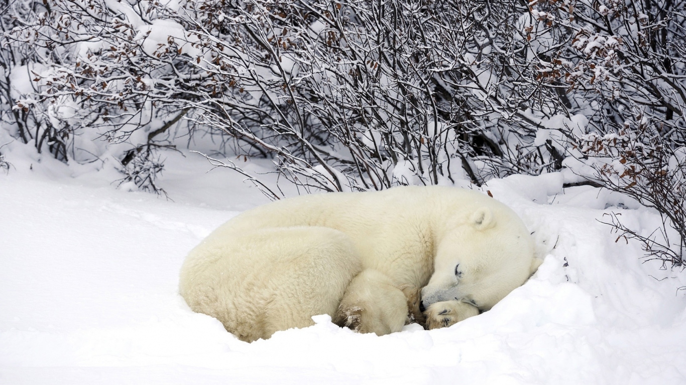 Мишка в снегу