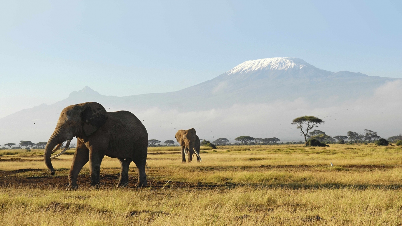 Слоны гуляют