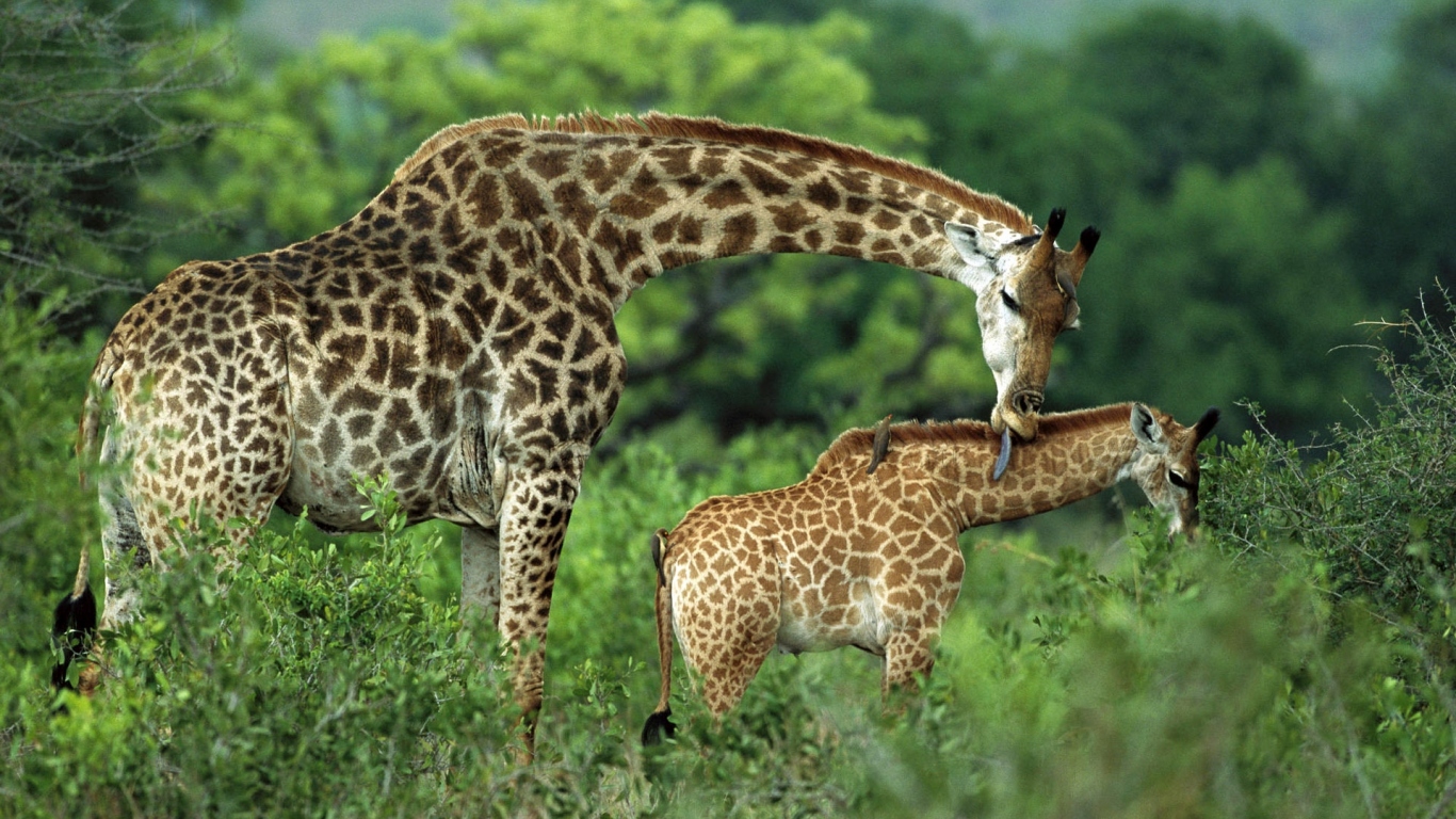 Семейство жирафа