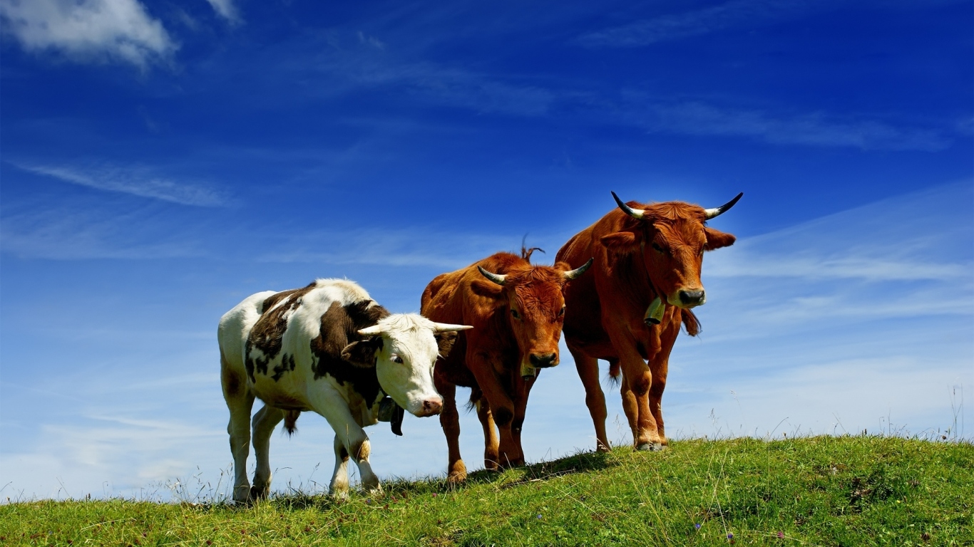 Бычки на прогулке