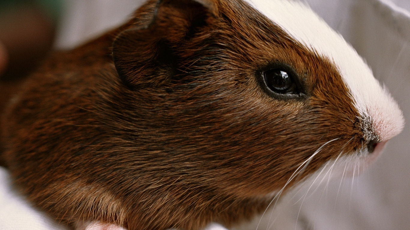 Морская свинка