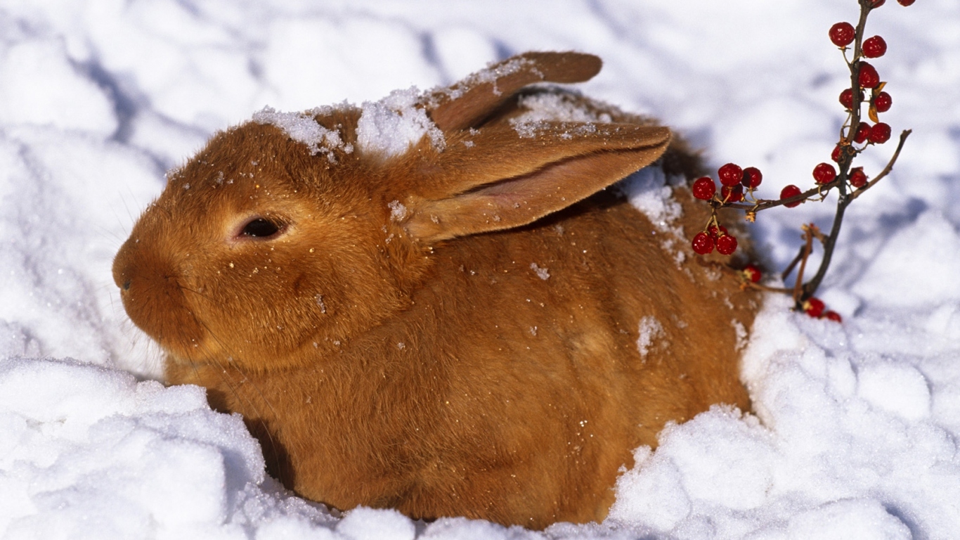 Зайчик в снегу