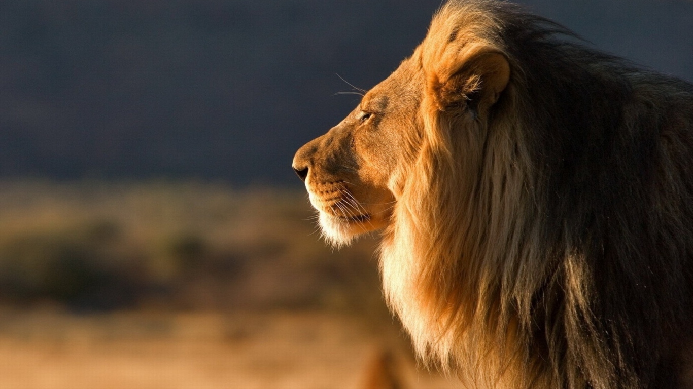 Царь зверей