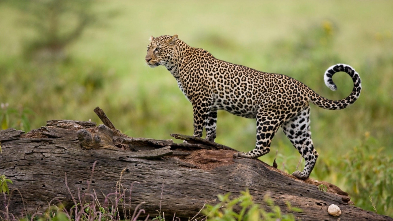 Леопард на бревне