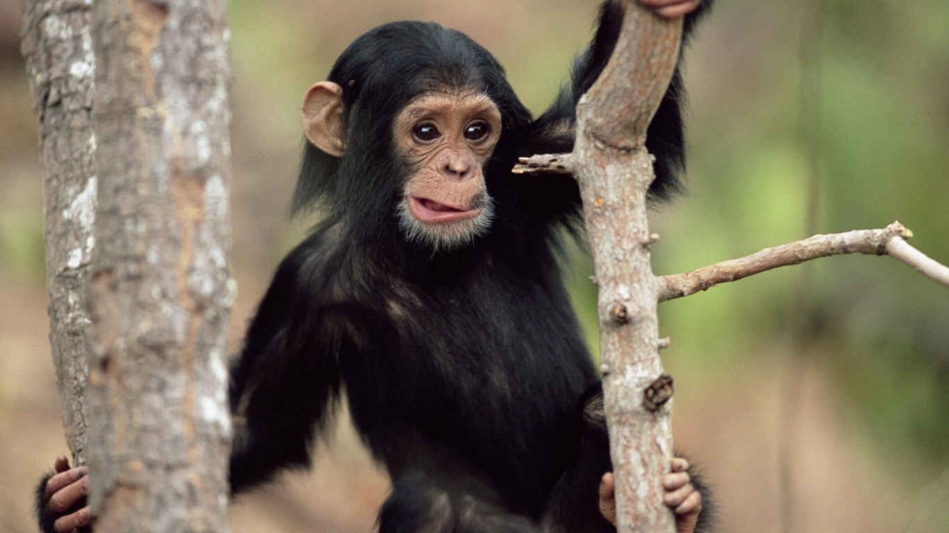 Обезьянка на дереве