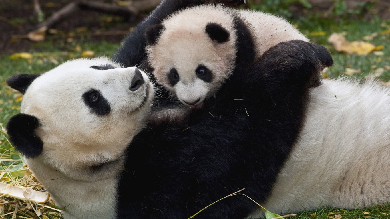 Панда и малыш