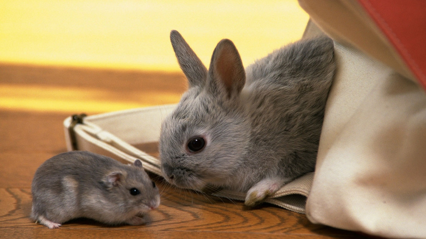 Кролик и хомяк