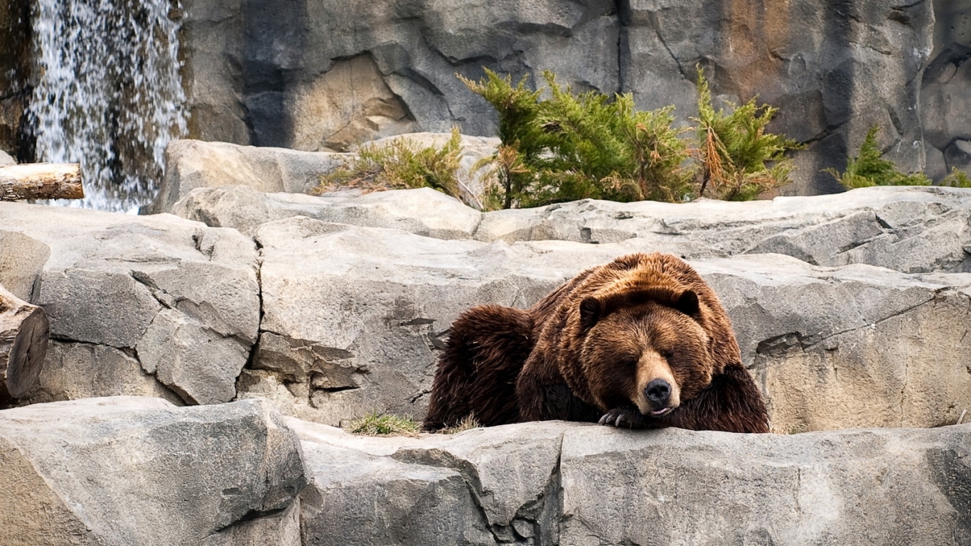 Отдыхающий бурый медведь