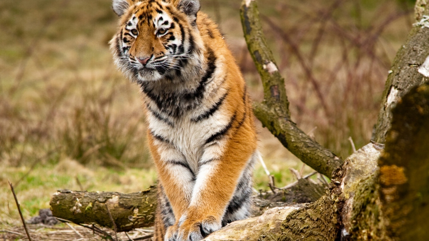 Сибирский тигр