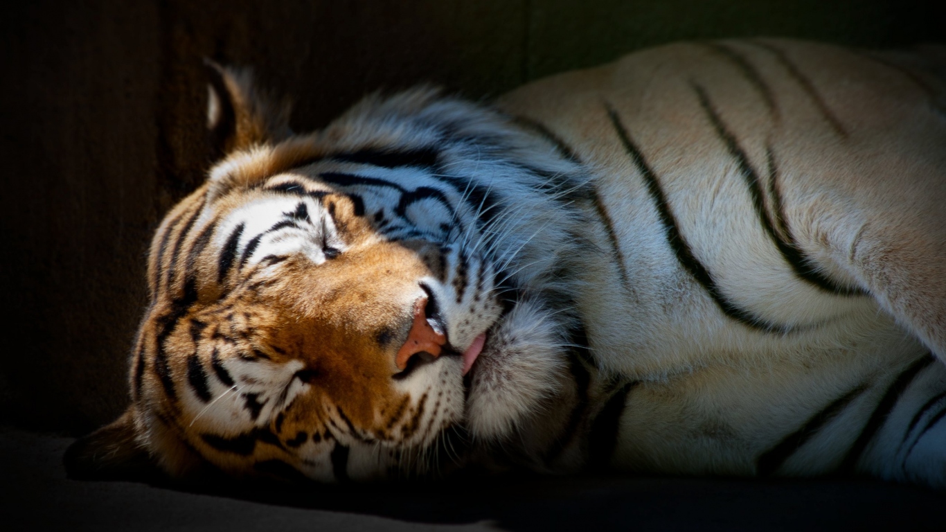 Спящий тигр