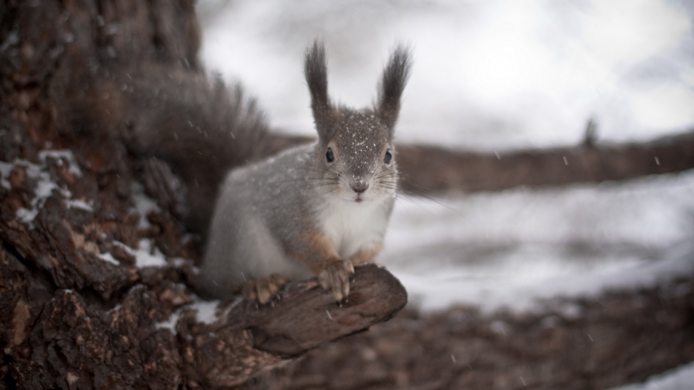 Белка на дереве